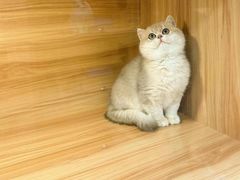 -猫十亿·布偶金渐层·曼基康矮脚猫舍(青年路店)