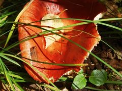 -峡谷浮石林景区