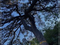 -北京西山国家森林公园