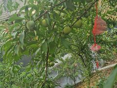 -胡氏农家小院柴火鸡
