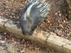 -石家庄市动物园