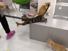 -糯米喵星人·撸猫猫舍咖啡馆(西市场嘉华店)