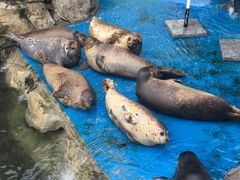 -华夏文旅海洋公园