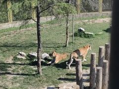-上海野生动物园