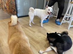 -南京Hallo宠物乐园·哈罗犬舍·柴犬繁育基地