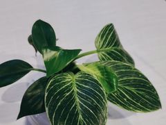 -天府掌柜(九眼桥店)