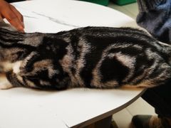 -lincat·猫舍(广州店)