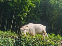 -莫干山风景区