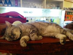 -猫色咖啡·猫咖