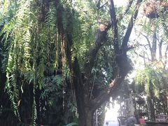 -Fern Forest Cafe