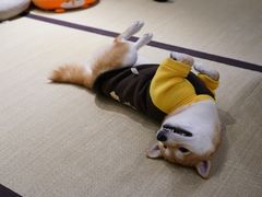 -逗柴咖啡屋·狗咖猫咖宠物桌游
