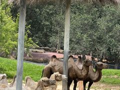 -北京野生动物园