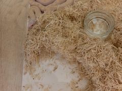 -酷以爬仙阁实体爬宠店·守宫·蜥蜴·专业繁育