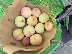 -老袁家蜜桃农场·阳山水蜜桃