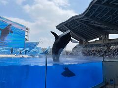 -上海海昌海洋公园