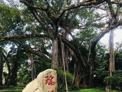 -瑞丽独树成林风景区