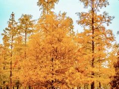 -白鹭湾湿地公园