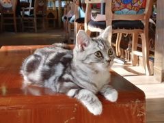 -more than meow吴止猫主题餐厅(承德 中船汇店)