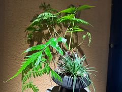 -觀芷隐轩
