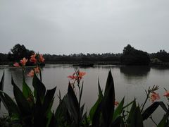 -大湾区中央湿地公园