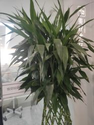 -悟空祛痘·诺奖技术专业店