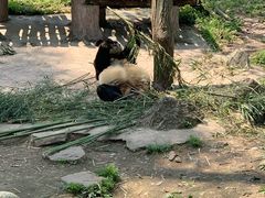 -都江堰中华大熊猫苑