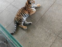-秦皇岛野生动物园