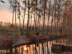 -合肥滨湖国家森林公园