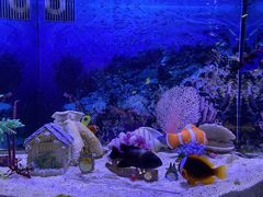 -芜湖新华联大白鲸海洋公园