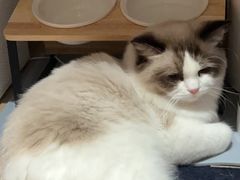 -猫大福·Fortune Cat猫舍(百子湾店)