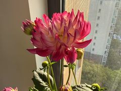 -平吉花卉市场