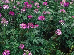 -铁山坪森林公园