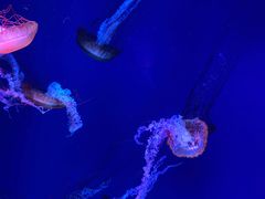 -海合安青岛极地海洋公园