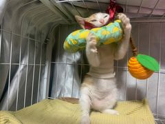 -创凡宠物医院·骨专科  猫科中心(西乡分院)