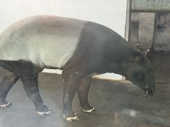 -合肥野生动物园