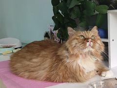 -北京观赏动物医院·24小时大型综合·猫专科·异宠专科