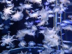 -太平洋海底世界