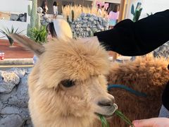 -Blue Concept Cafe&Farm·關於藍