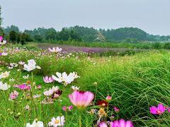-空港花田景区