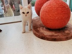 -飞行喵MR PILOT|猫舍·猫咖(静安大融城店)