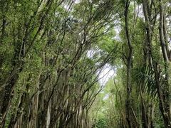 -大湾区中央湿地公园