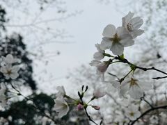 -武汉大学-樱园