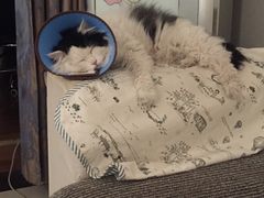 -米苏动物医院·犬猫专科·骨科外科内窥镜