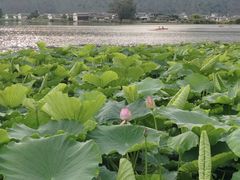 -大理洱源西湖景区