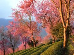 -无量山自然风景保护区