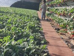-大自然农场蔬菜草莓采摘园
