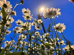 -汉长安城未央宫国家考古遗址公园