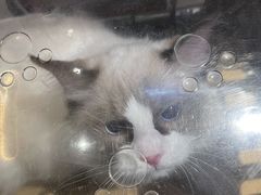 -FAELING PETS美天灵宠物(富力广场店)