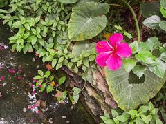 -呀路古热带植物园