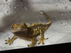 -酷以爬仙阁实体爬宠店·守宫·蜥蜴·专业繁育